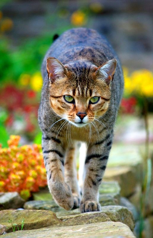 Одной из характерных особенностей египетской кошки являются "подкрашенные" глаза в стиле Нефертити