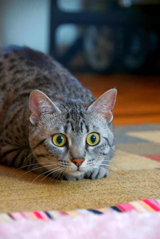 The Egyptian Mau boasts the skills of a hunter. Thanks to its excellent eyesight and hearing, the cat deftly hunts for small rodents.