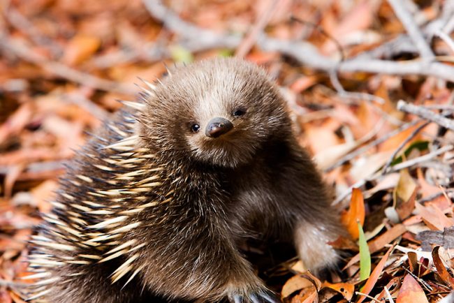 Echidna