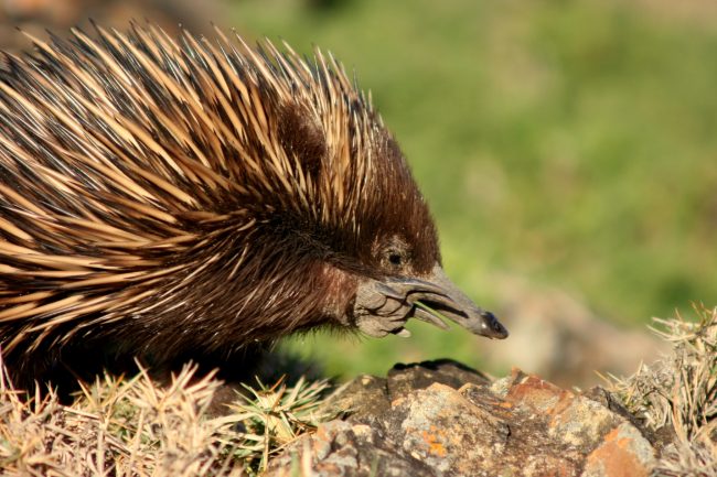 Echidna
