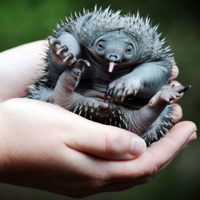 Echidna