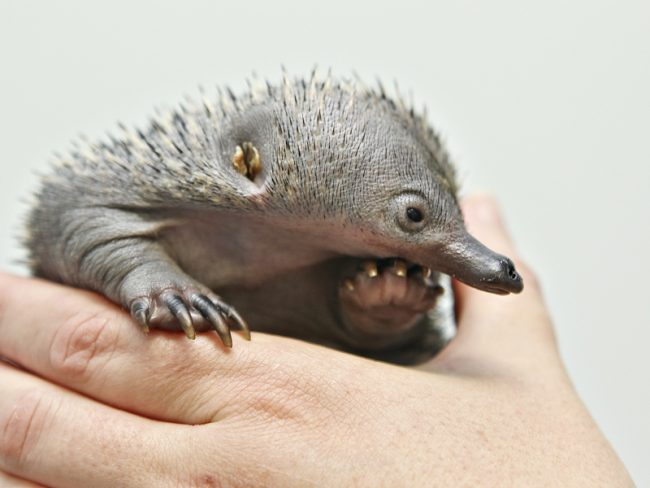 Echidna