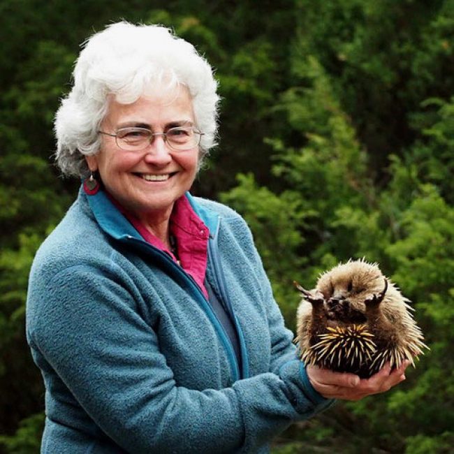 Echidna