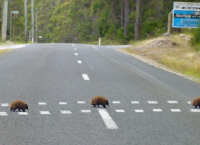 Echidna