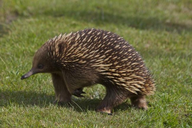 Echidna
