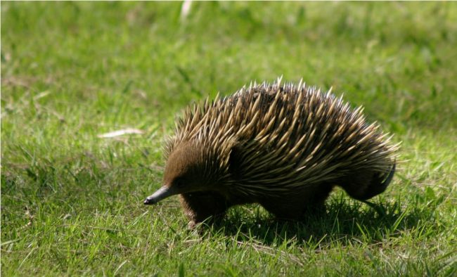 Echidna