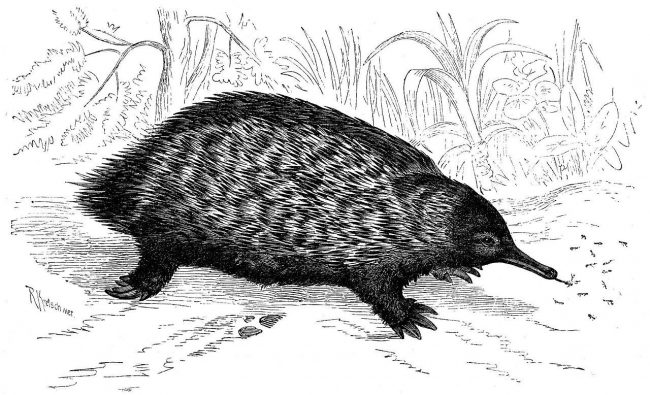 Echidna