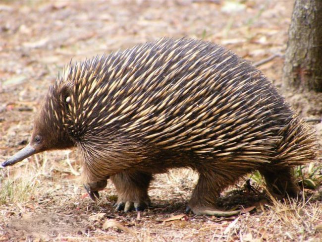 Echidna