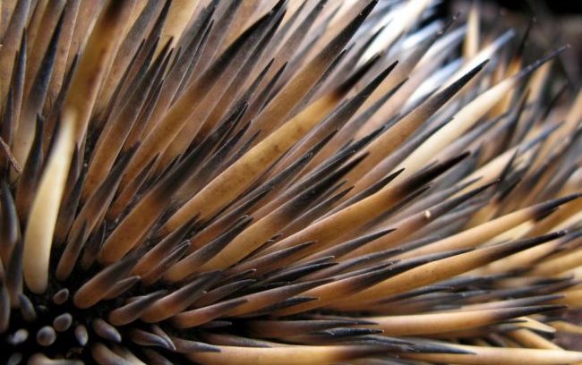 Echidna