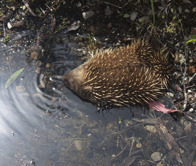 Echidna