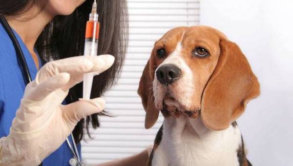 beagle at the veterinarian