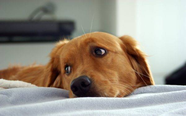 Symptoms of endometritis in dogs