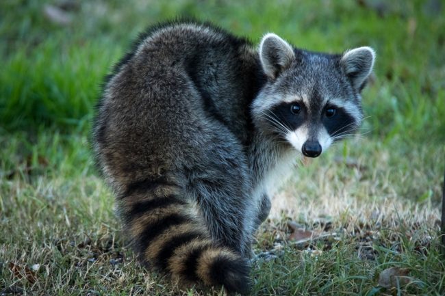 Raccoon strip