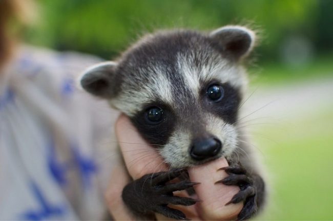 Raccoon strip