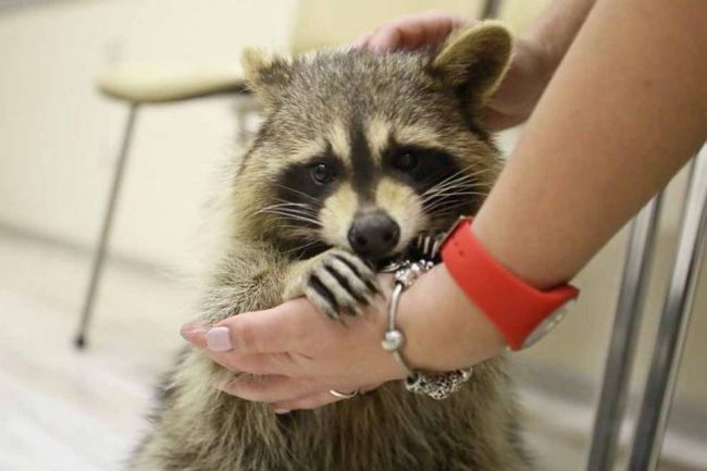 Raccoon strip