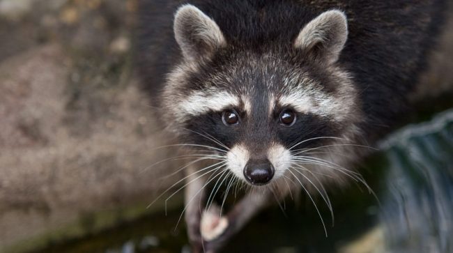 Raccoon strip