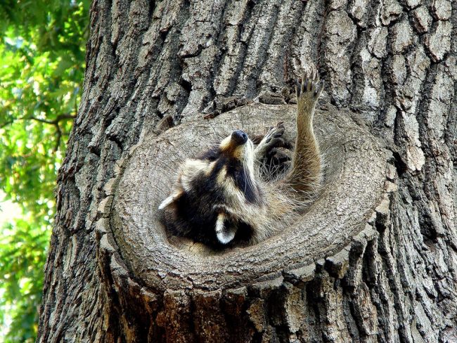 Raccoon strip
