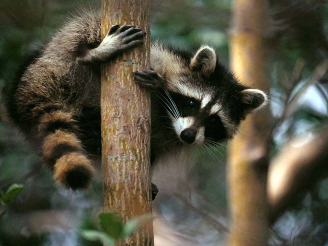 Raccoon strip