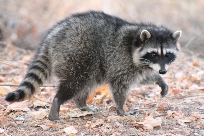 Raccoon strip
