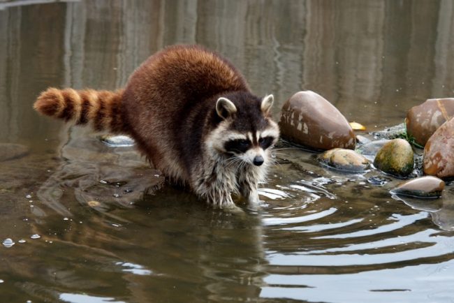 Raccoon strip