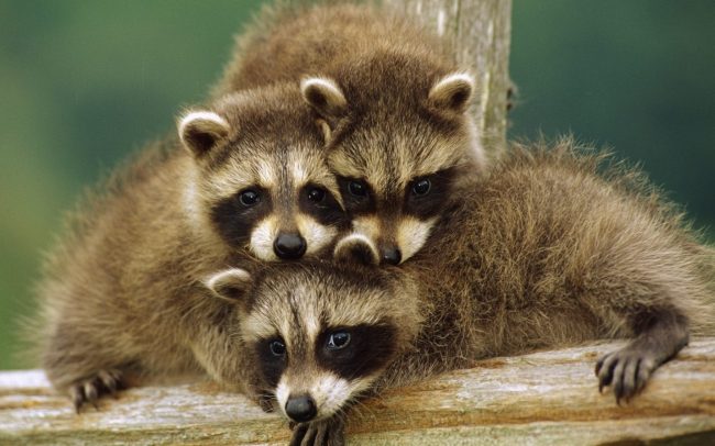 Raccoon strip