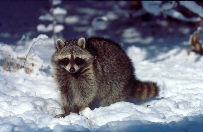 Raccoon strip