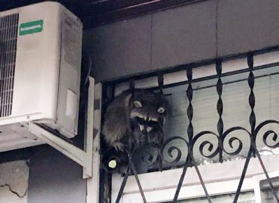 raccoon on the window