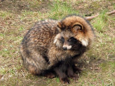 Raccoon dog