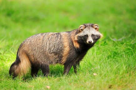 Raccoon dog in the wild