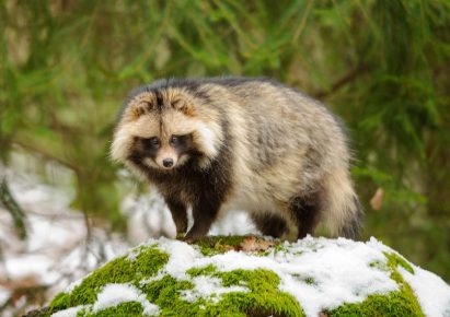 Usurian fox
