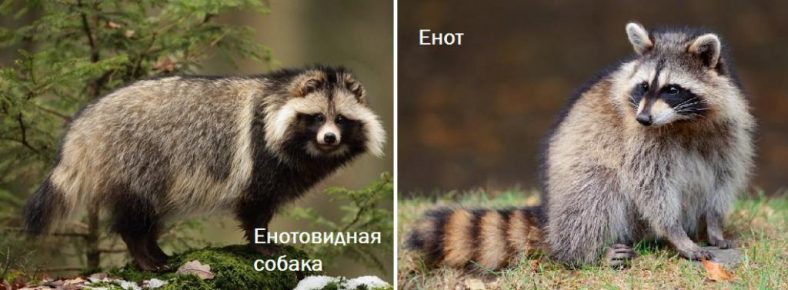 Differences raccoon dog and raccoon