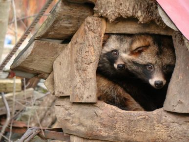Raccoon Dog Housing