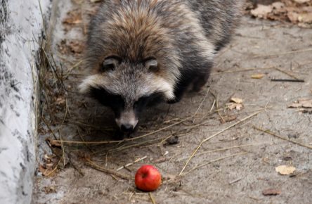 Raccoon Dog Food