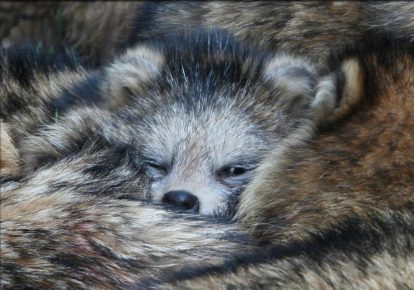 Raccoon Dog Hibernation