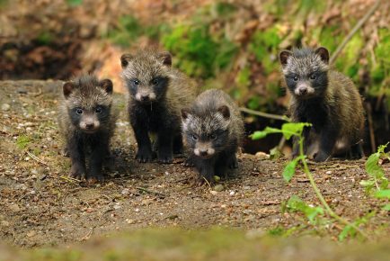 Raccoon Dog Puppies