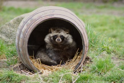 Shelter for a raccoon dog