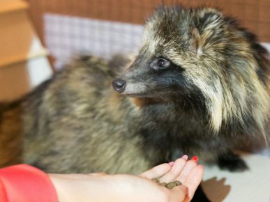 Feeding a raccoon dog at home
