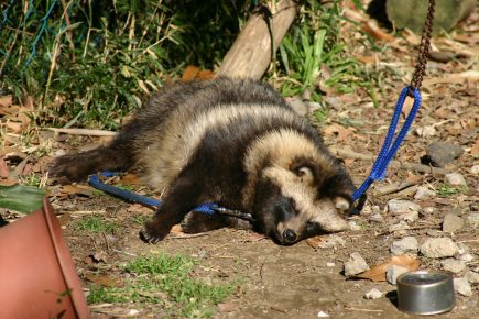 Keeping the raccoon dog outside