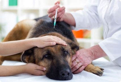 Treatment of enteritis in dogs