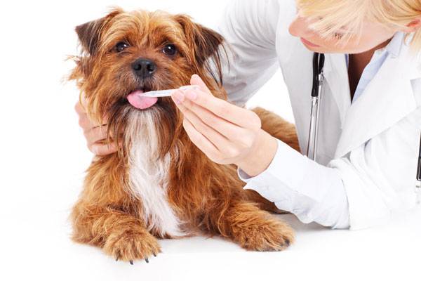 Enterocolitis in dogs