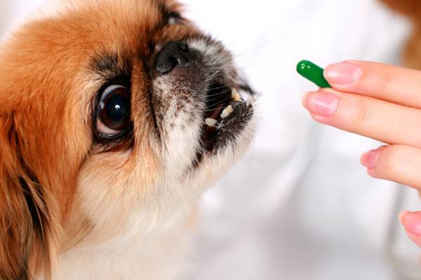 Treatment of enterocolitis in dogs