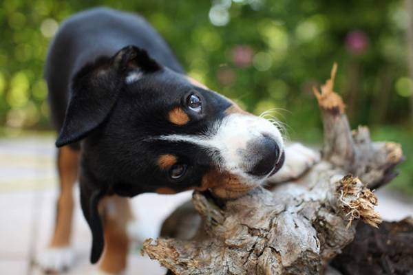 Entlebucher mountain dog read the article