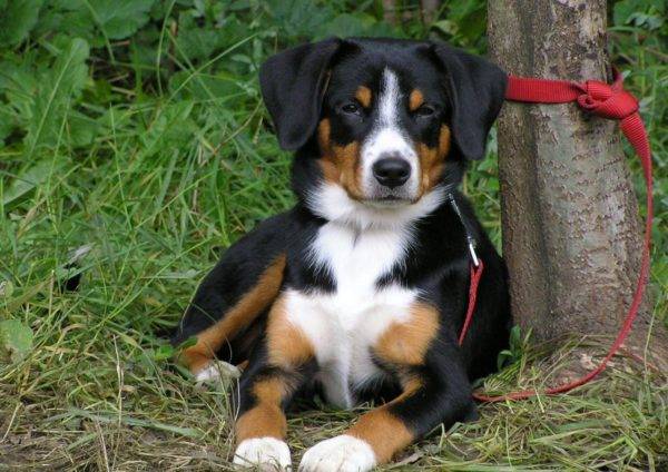 Entlebucher Mountain Dog Lies