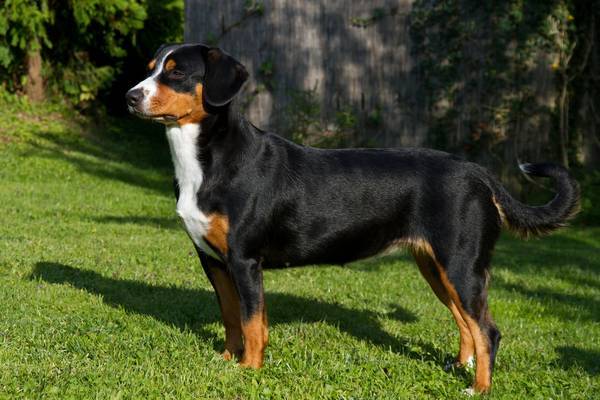 Entlebucher Mountain Dog breed description
