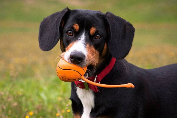 Entlebucher mountain dog with the ball