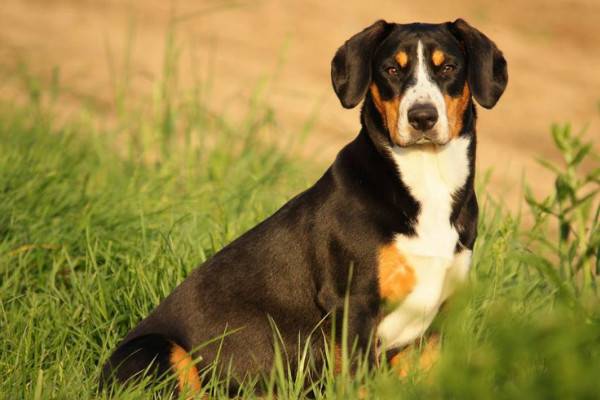 Entlebucher Mountain Dog Sitting