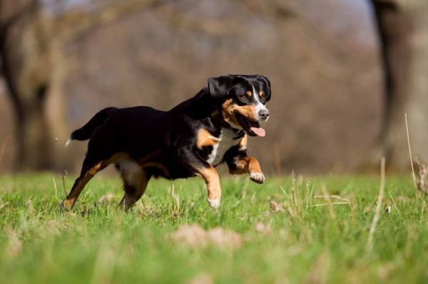 Entlebucher Mountain Dog Runs