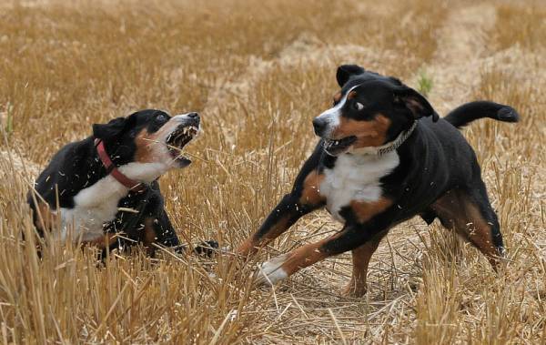 Entlebucher Sennenhundy play