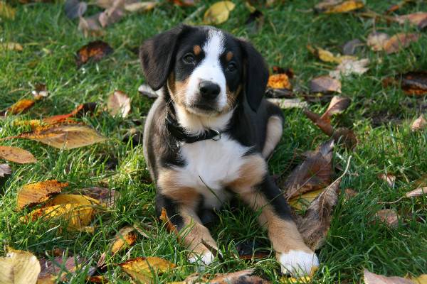 Entlebucher Mountain Dog Puppy