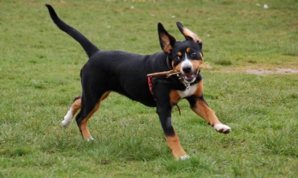 Entlebucher mountain dog with a stick